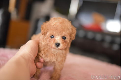 成約済の茨城県のティーカッププードル-232240