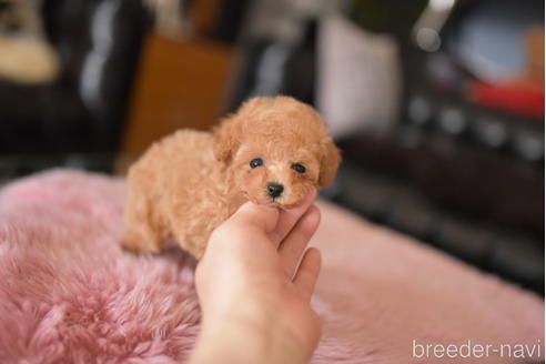 成約済の茨城県のティーカッププードル-232240の6枚目