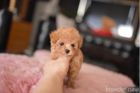 成約済の茨城県のティーカッププードル-232240の5枚目