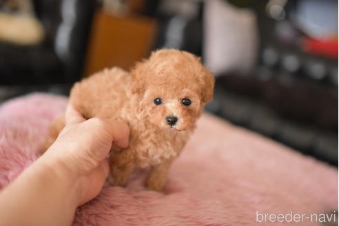 成約済の茨城県のティーカッププードル-232240の4枚目