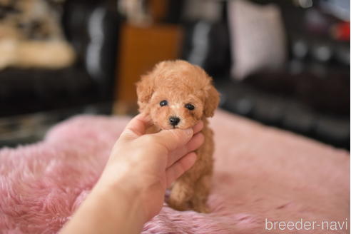 成約済の茨城県のティーカッププードル-232240の2枚目