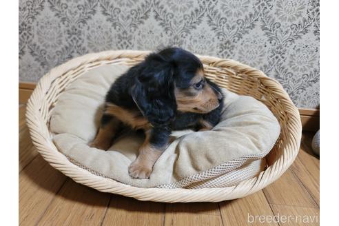 成約済の千葉県のミニチュアダックスフンド(ロングヘアード)-227834の16枚目
