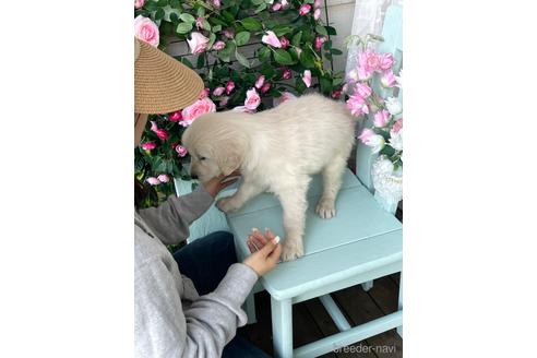 成約済の茨城県のゴールデンレトリーバー-234004の6枚目
