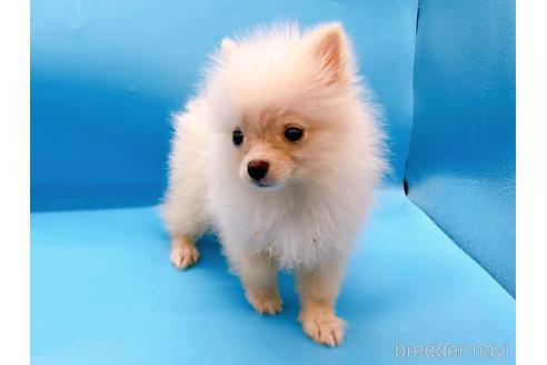 成約済の東京都のポメラニアン-228755の14枚目