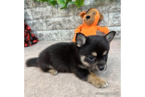 成約済の愛知県のミックス犬-234120の2枚目