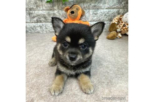 成約済の愛知県のミックス犬-234120の1枚目