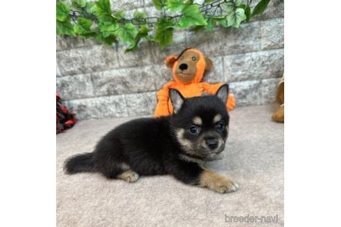 成約済の愛知県のミックス犬-234120の3枚目