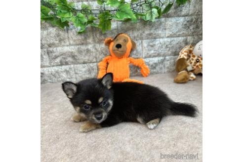 成約済の愛知県のミックス犬-234120の4枚目