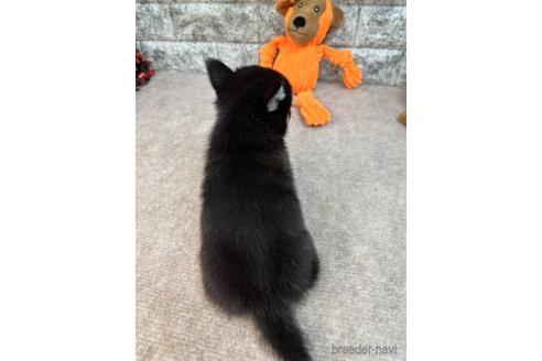 成約済の愛知県のミックス犬-234120の5枚目