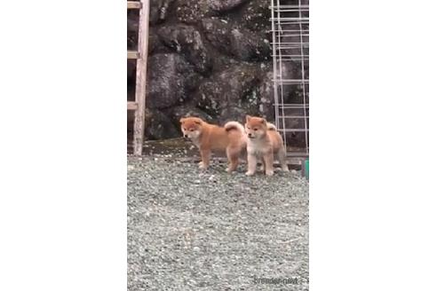 成約済の三重県の柴犬-234116の1枚目