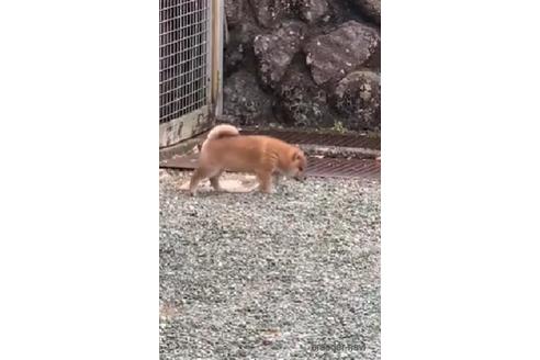 成約済の三重県の柴犬-234116の3枚目