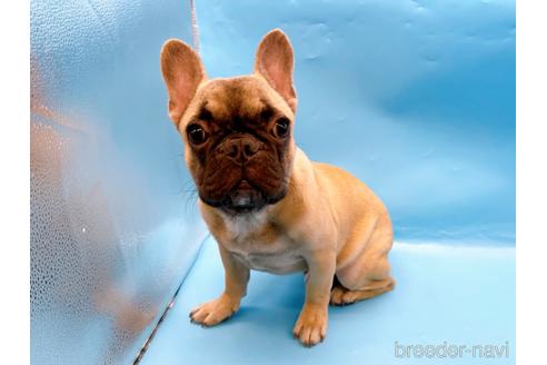 成約済の東京都のフレンチブルドッグ-208651
