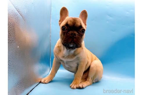 成約済の東京都のフレンチブルドッグ-208651の7枚目