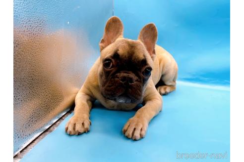 成約済の東京都のフレンチブルドッグ-208651の6枚目