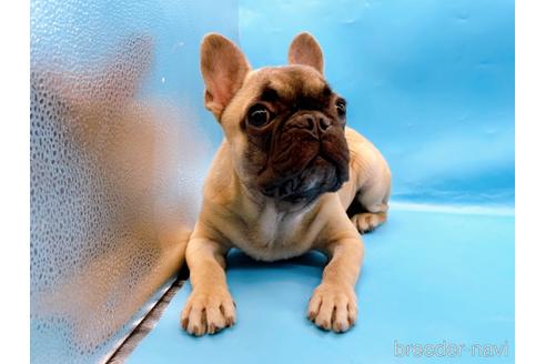 成約済の東京都のフレンチブルドッグ-208651の5枚目