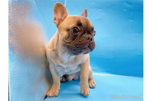 成約済の東京都のフレンチブルドッグ-208651の2枚目