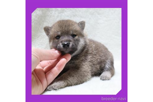 成約済の岡山県の柴犬-230882の1枚目