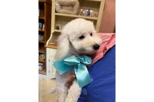 成約済の愛媛県のトイプードル-225549の3枚目