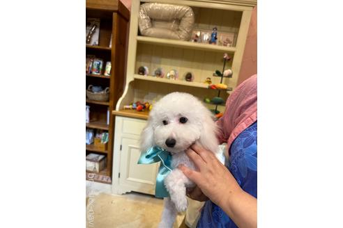 成約済の愛媛県のトイプードル-225549の2枚目