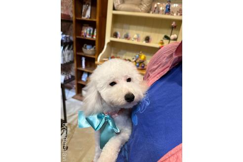 成約済の愛媛県のトイプードル-225549