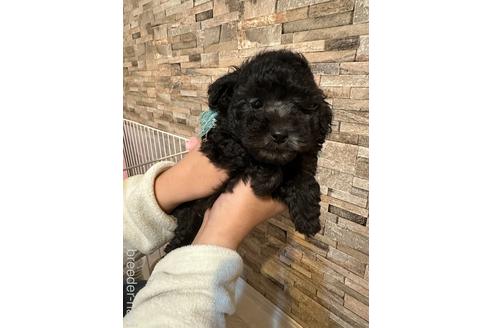成約済の愛媛県のトイプードル-234164の1枚目