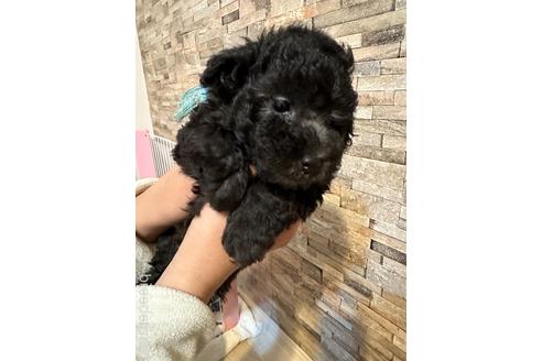 成約済の愛媛県のトイプードル-234164の4枚目