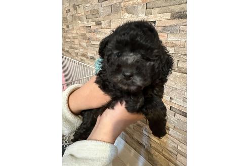 成約済の愛媛県のトイプードル-234164の3枚目