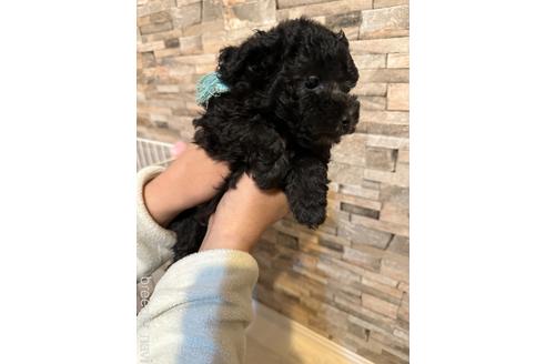 成約済の愛媛県のトイプードル-234164の2枚目