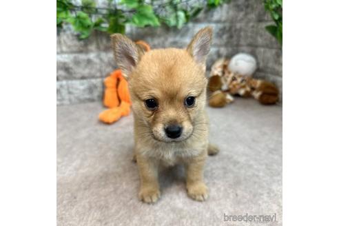 成約済の愛知県のミックス犬-234197の1枚目