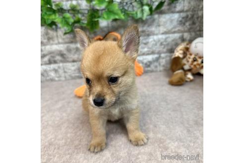 成約済の愛知県のミックス犬-234197の2枚目