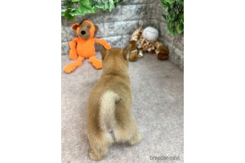 成約済の愛知県のミックス犬-234197の3枚目