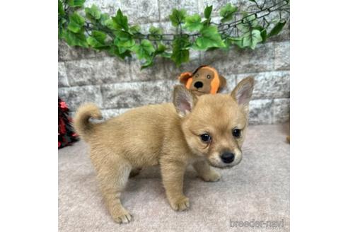 成約済の愛知県のミックス犬-234197の4枚目