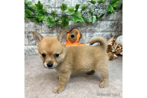 成約済の愛知県のミックス犬-234197の5枚目