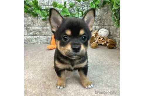 成約済の愛知県のミックス犬-234198の1枚目