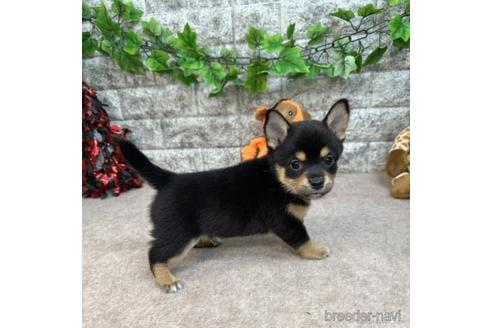 成約済の愛知県のミックス犬-234198の3枚目