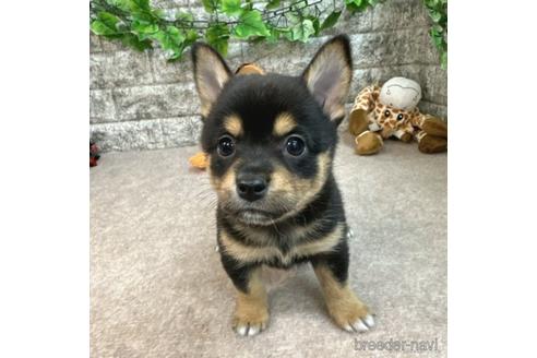 成約済の愛知県のミックス犬-234198の4枚目