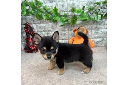 成約済の愛知県のミックス犬-234198の5枚目