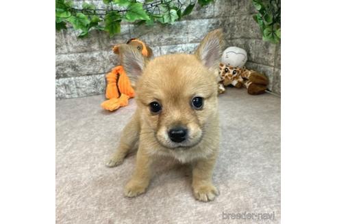 成約済の愛知県のミックス犬-234199の1枚目