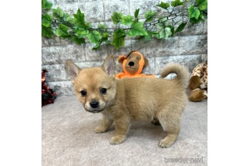 成約済の愛知県のミックス犬-234199の2枚目