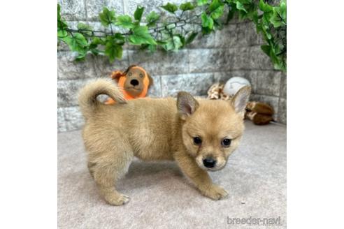 成約済の愛知県のミックス犬-234199の3枚目