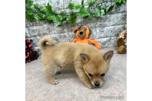 成約済の愛知県のミックス犬-234199の4枚目