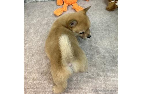 成約済の愛知県のミックス犬-234199の5枚目