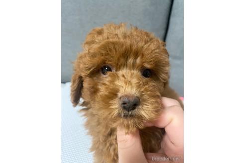 成約済の大阪府のトイプードル-229650の4枚目