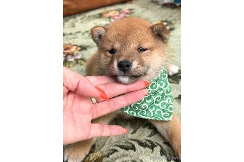 成約済の茨城県の豆柴-232511の2枚目