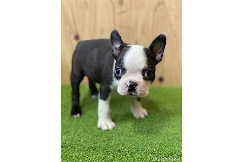 成約済の愛知県のボストンテリア-230734の3枚目