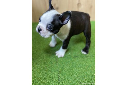 成約済の愛知県のボストンテリア-230734の2枚目