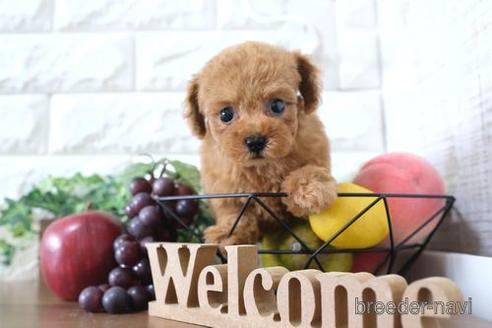 成約済の滋賀県のトイプードル-231109の6枚目