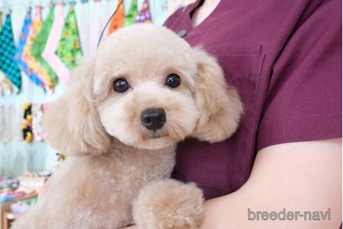 成約済の滋賀県のトイプードル-231109の4枚目