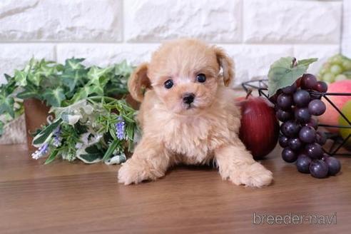 成約済の滋賀県のトイプードル-231114の1枚目