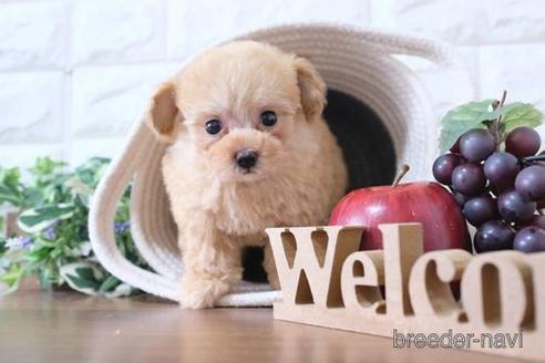 成約済の滋賀県のトイプードル-231114の6枚目